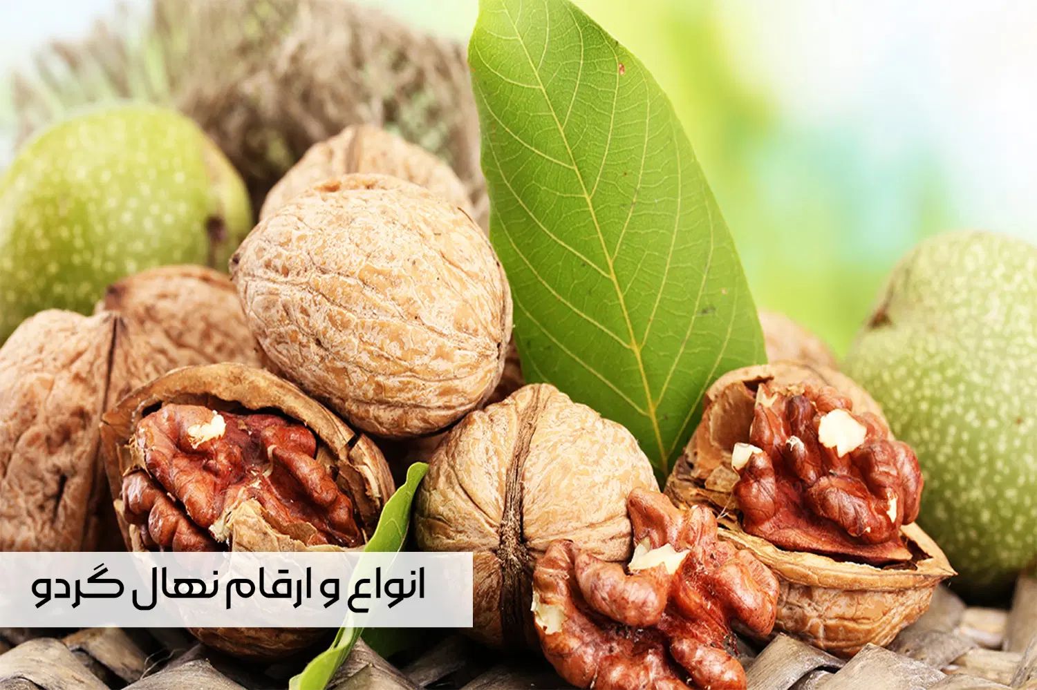 نهال گردو چندلر خوشه ای صادراتی با ارسال فــوری|گل و گیاه طبیعی|تبریز, |دیوار