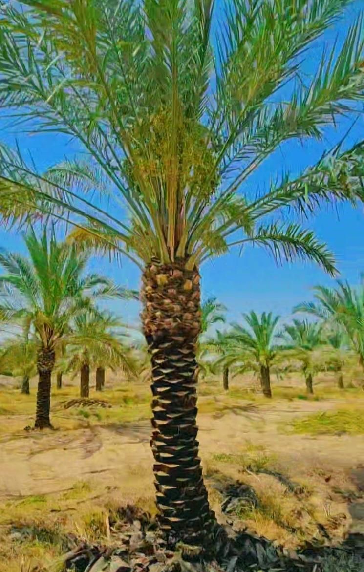 درخت مثمر مجموعه حرم تا حرم تولید انواع نخل|خدمات باغبانی و درختکاری|قم, زاویه|دیوار