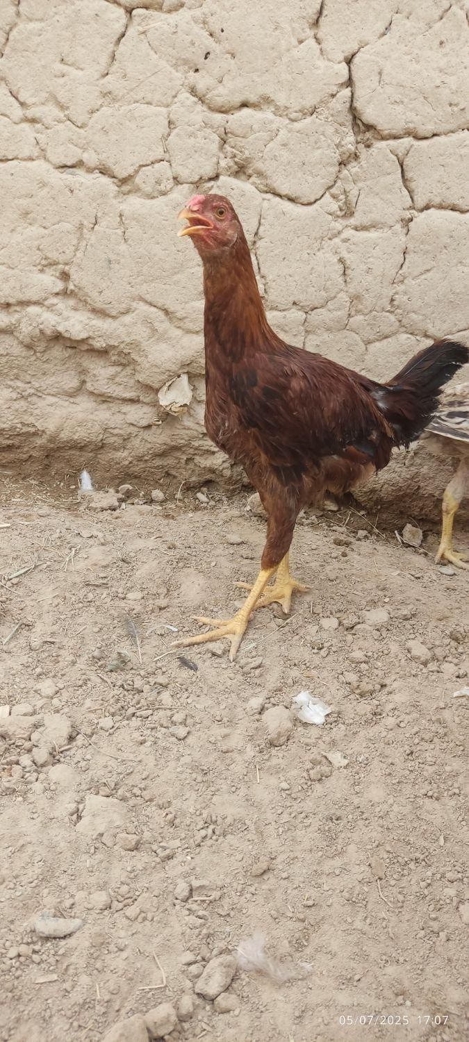 جوجه لاری گم شده|اشیا|زابل, |دیوار