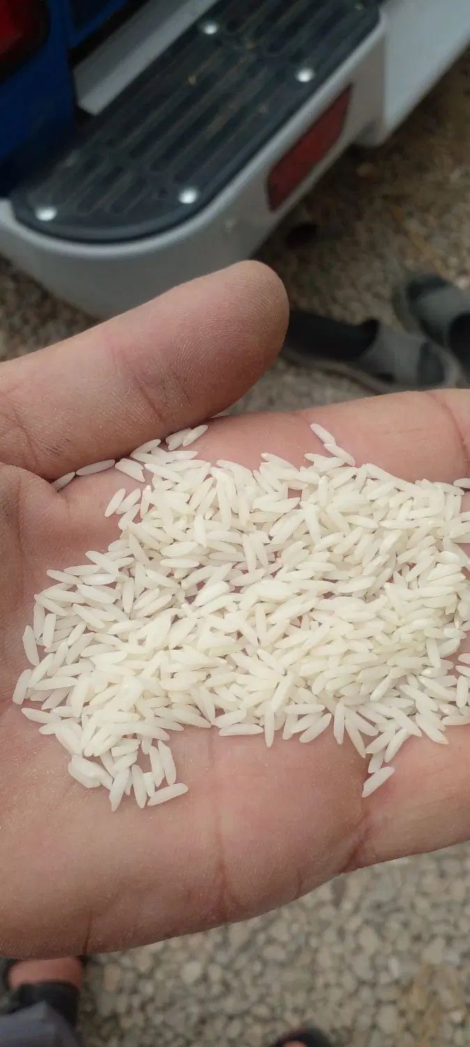 مقدار۷۰کیلوبرنج‌هاشمی‌محصول‌امثال‌خودم|خوردنی و آشامیدنی|تالش, هشتپر|دیوار