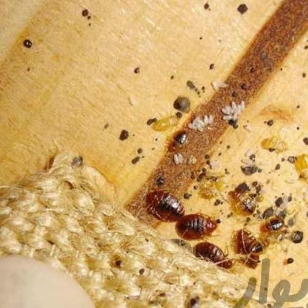 سمپاشی منازل،سم پاشی تخصصی حشرات سوسک و ساس و...|خدمات نظافت|مشهد, شهید آوینی|دیوار