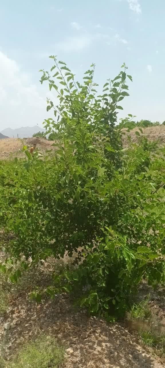 باغچه دنج زیبا روستای خوش اب وهوا زواریان|فروش زمین و ملک کلنگی|قم, بکایی|دیوار