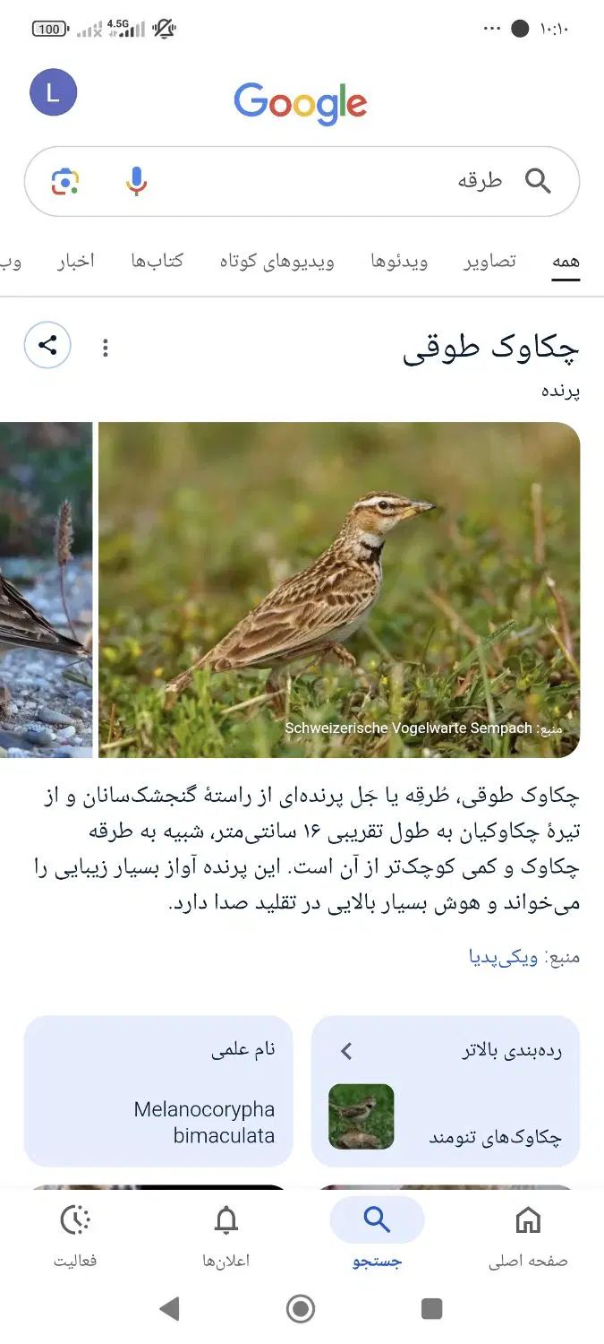پاد سهره خاکی و سهره عادی و قناری جوجه ای.سونم|زیورآلات و اکسسوری|دوگنبدان, |دیوار