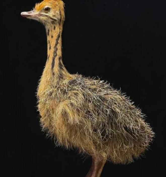 فروش جوجه شترمرغ خشک شده و زنده|پرنده|آستارا, |دیوار