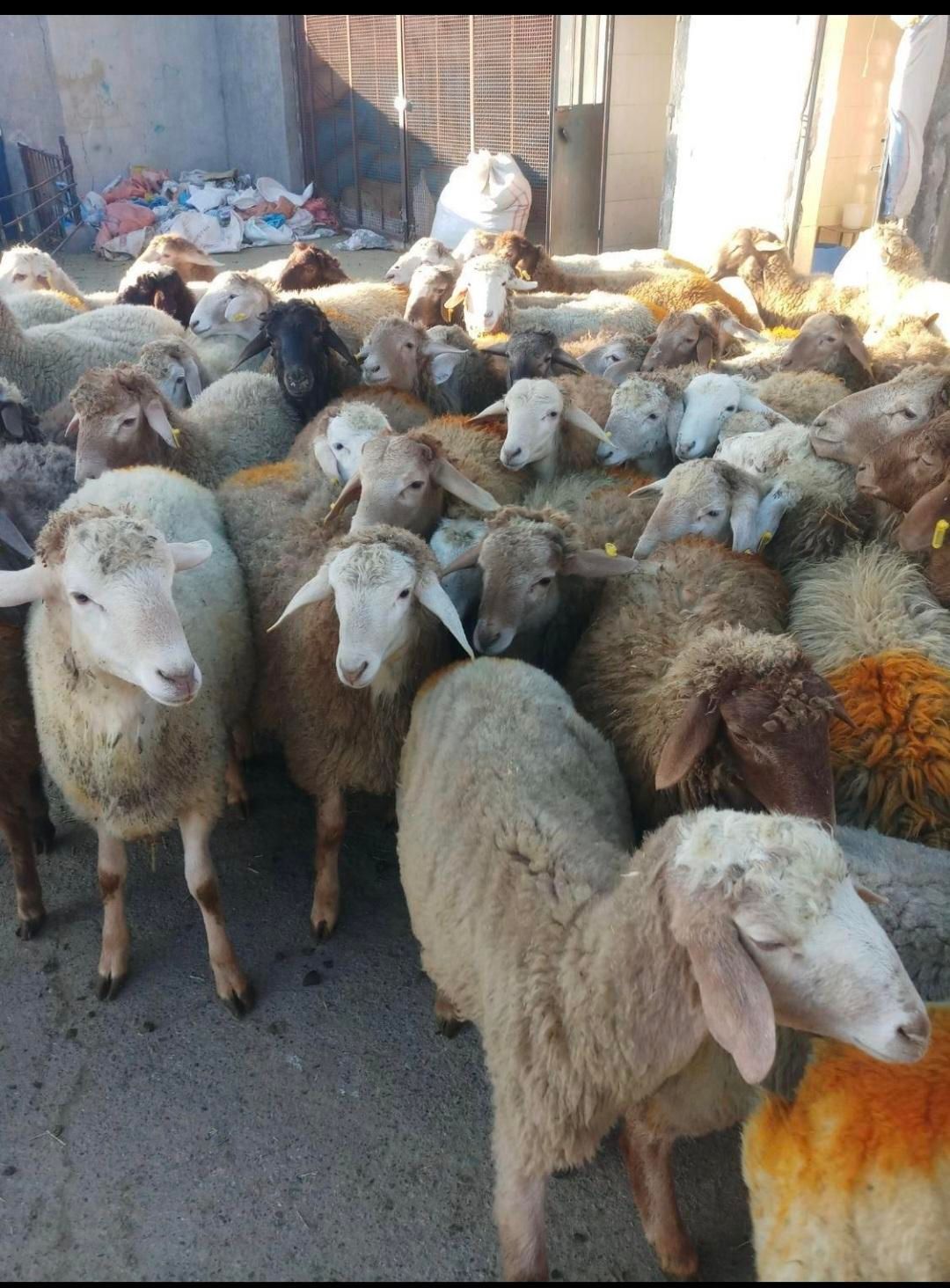 گوسفند چاق پروار کم شکم زنده گوشتدار حاج افشار|حیوانات مزرعه|تهران, ستارخان|دیوار