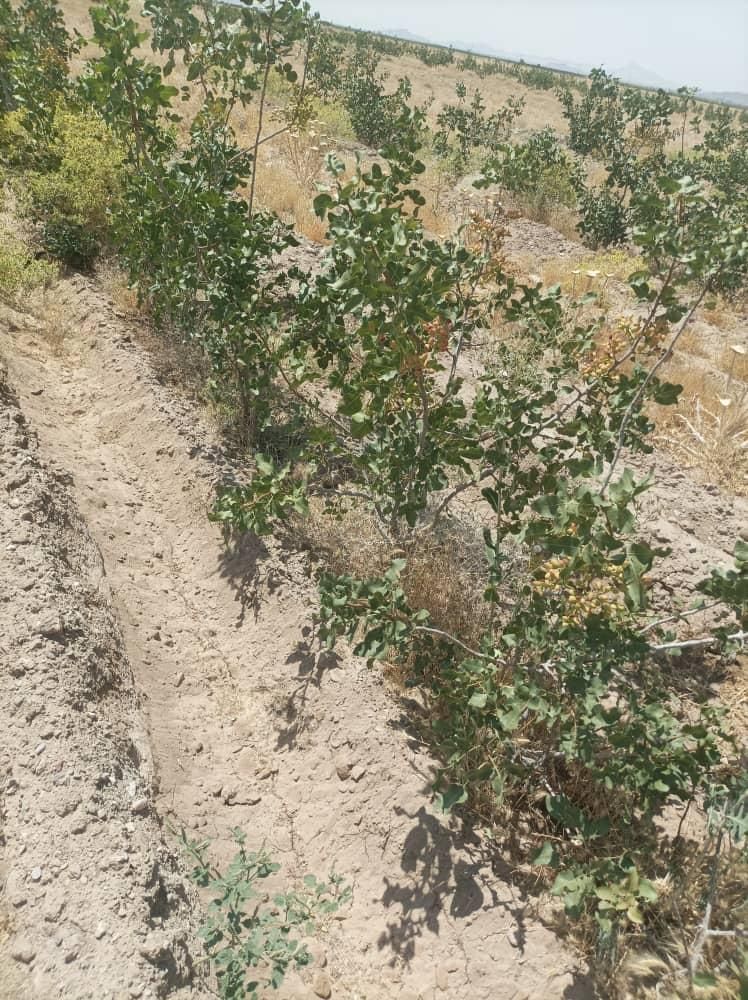 یک ونیم هکتار باغ پسته ۵ساله پیوند احمد اقایی|فروش زمین و ملک کلنگی|نیریز, |دیوار