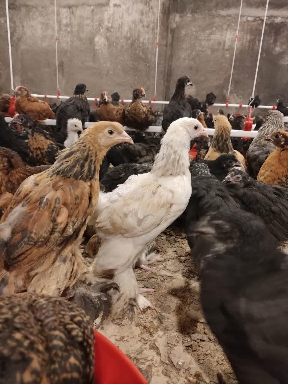 نیمچه نوچه ۷۰ روزه و ۴ ماهه+جوجه واکسن خورده بلک|حیوانات مزرعه|قم, نیروگاه|دیوار