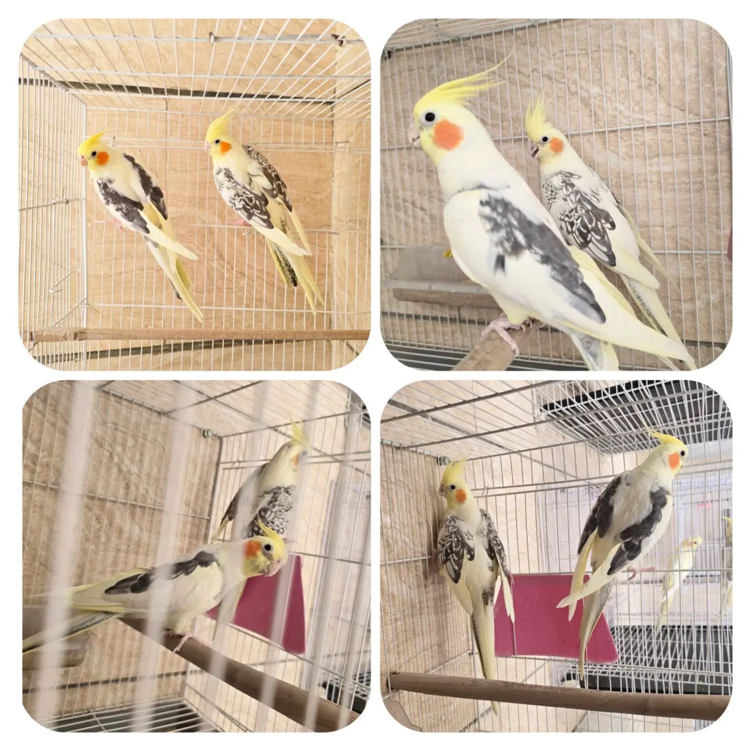 7 جفت عروس هلندی بالغ کارداده نر و ماده|پرنده|مشهد, شهرک امام هادی (شهرک غرب)|دیوار