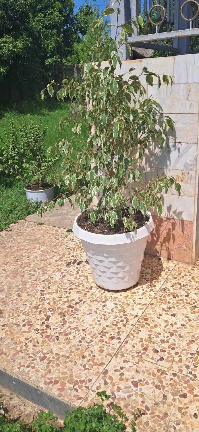 گل آپارتمانی بنجامین ابلق و نخل ماداگاسکار،ماسال|گل و گیاه طبیعی|رشت, حومه رشت|دیوار