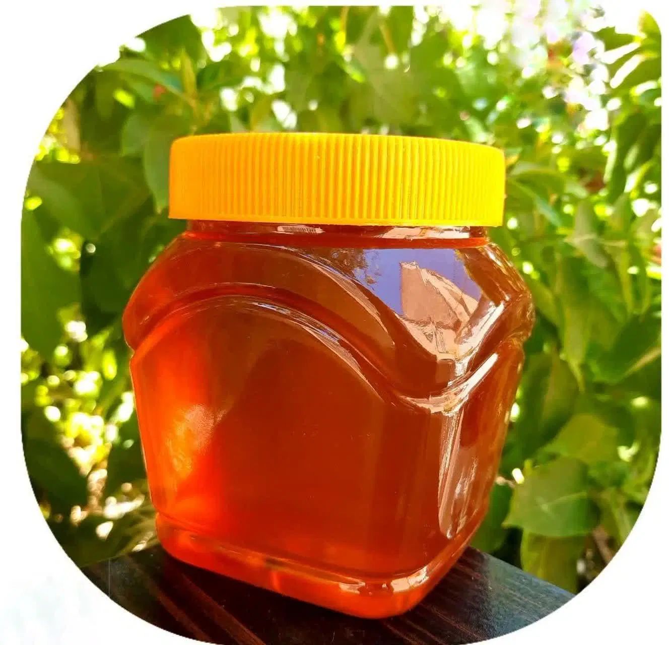عسل خالص|عمده‌فروشی|مشهد, بالا خیابان|دیوار