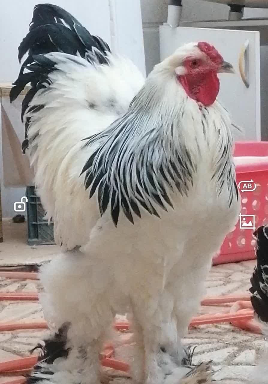 فروش جوجه برهما اصل رومانی|حیوانات مزرعه|قم, حنیف نژاد|دیوار