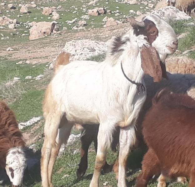 باب داشت تمیز سالم وسرحالل|حیوانات مزرعه|سرپل ذهاب, |دیوار