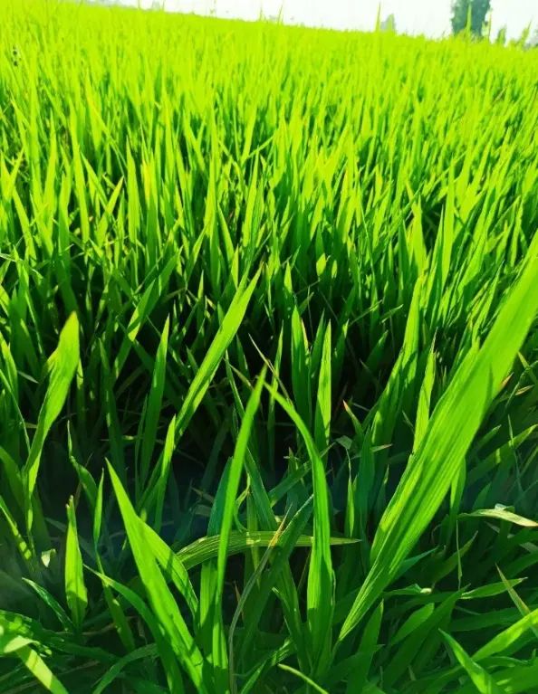 تخم چلتوک درجه یک شرطی ادرس عرب حسن آماد کاشت|خدمات باغبانی و درختکاری|شوشتر, |دیوار