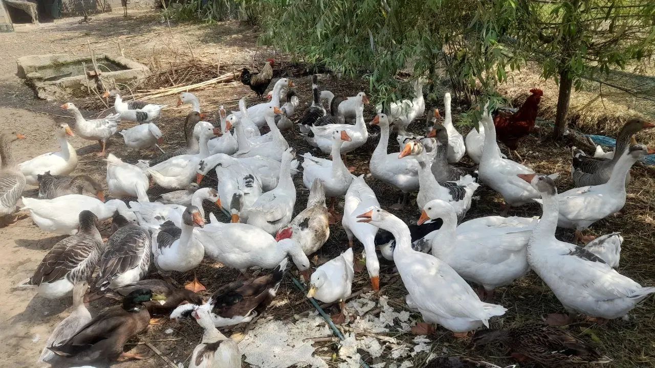 غاز و قو غاز|حیوانات مزرعه|رشت, گلسار|دیوار