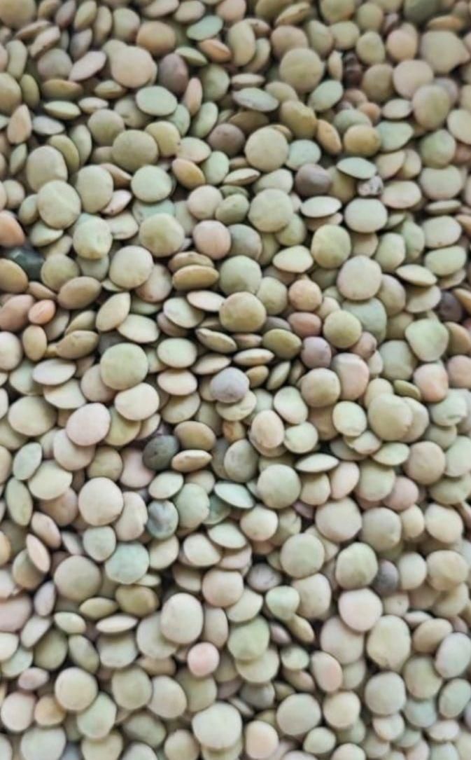 عدس درجه یک کاشت امسال|خوردنی و آشامیدنی|قیدار, |دیوار