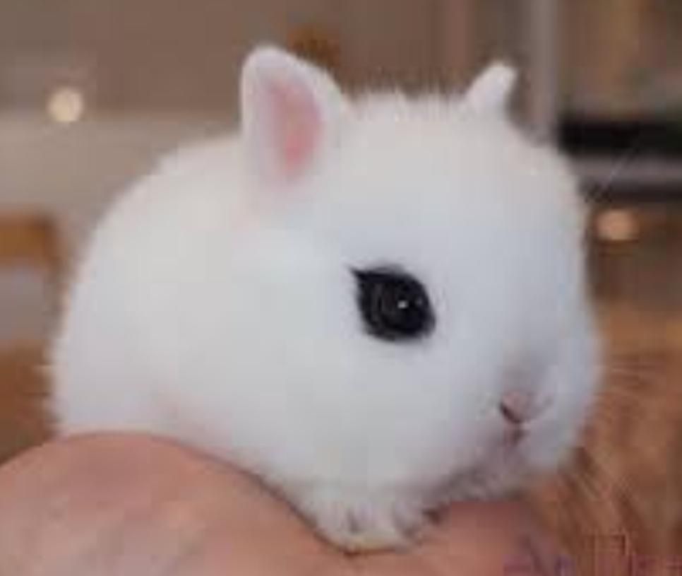 فروش انواع خرگوش مینیاتور ، لوپ ،جرسی واکسینه شده|موش و خرگوش|خرمآباد, |دیوار