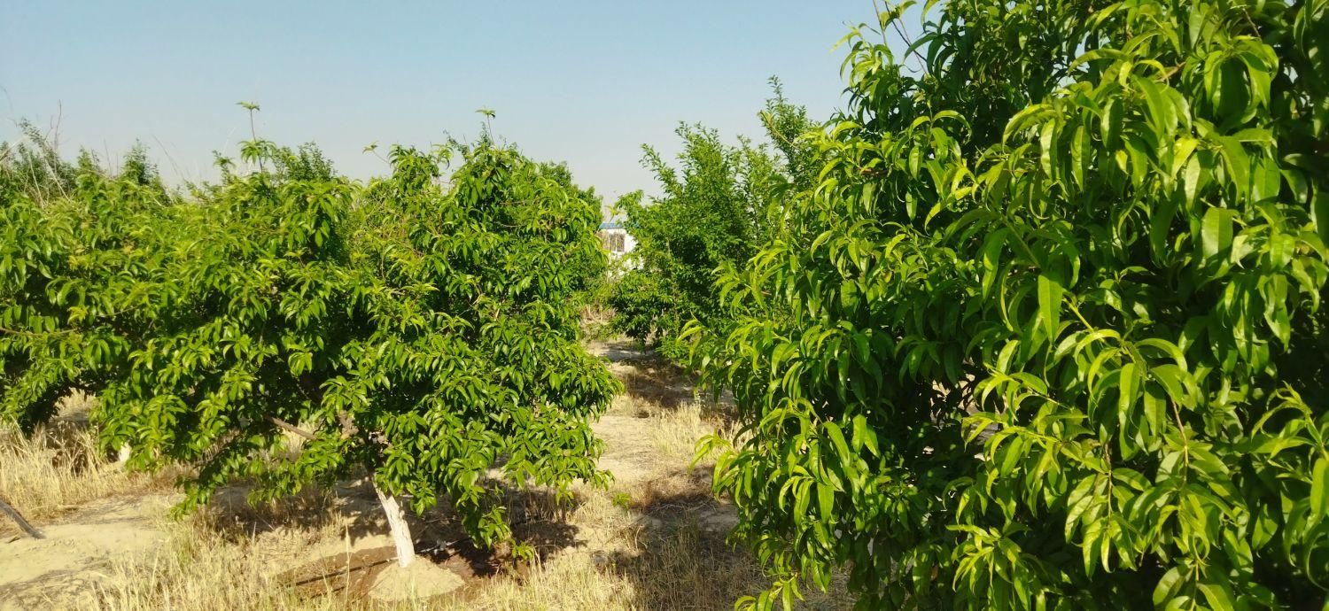 باغ میوه 498 متری با سند تک برگ نوده دوم شترخوار|فروش زمین و ملک کلنگی|رباط‌کریم, نوده|دیوار