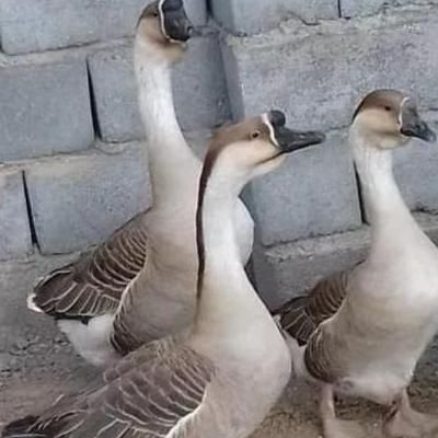 جوجه قوغاز غبغب دار آفریقایی اصیل وارداتی|حیوانات مزرعه|کرج, فاز ۱ مهرشهر|دیوار