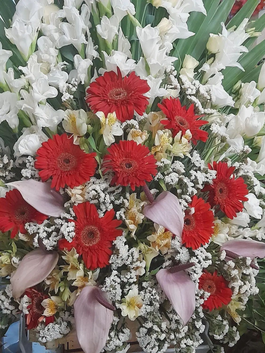 تاج گل|گل و گیاه طبیعی|تهران, اقدسیه|دیوار