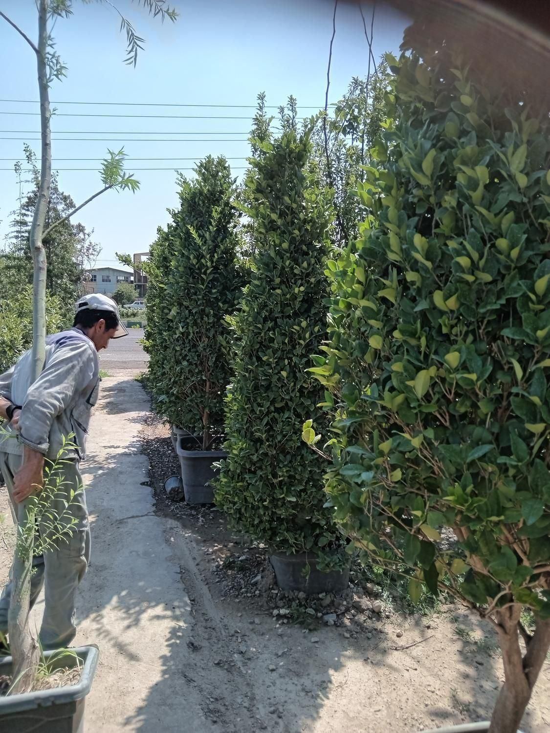 سنجد نهال و درخت گل وگیاه نصاب سرویس سیار فضای سبز|خدمات باغبانی و درختکاری|تهران, مهران (سیدخندان)|دیوار