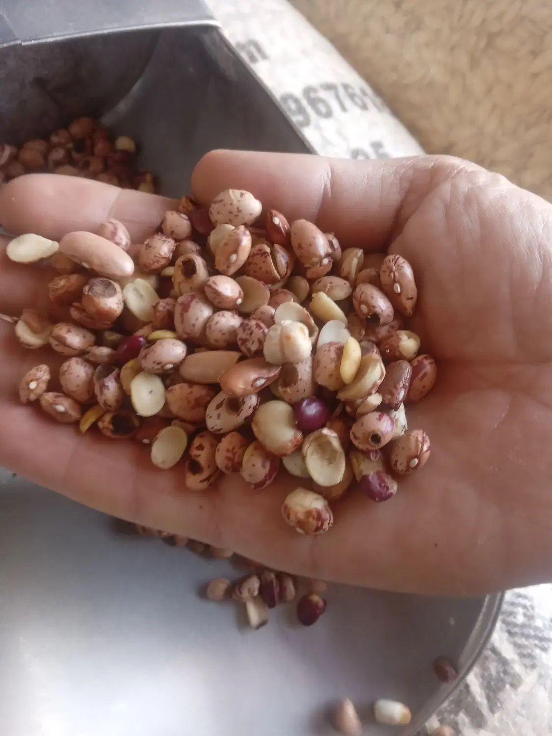 لوبیا چیتی کیلو ۳۰ هزار|خوردنی و آشامیدنی|مشهد, کارمندان دوم|دیوار