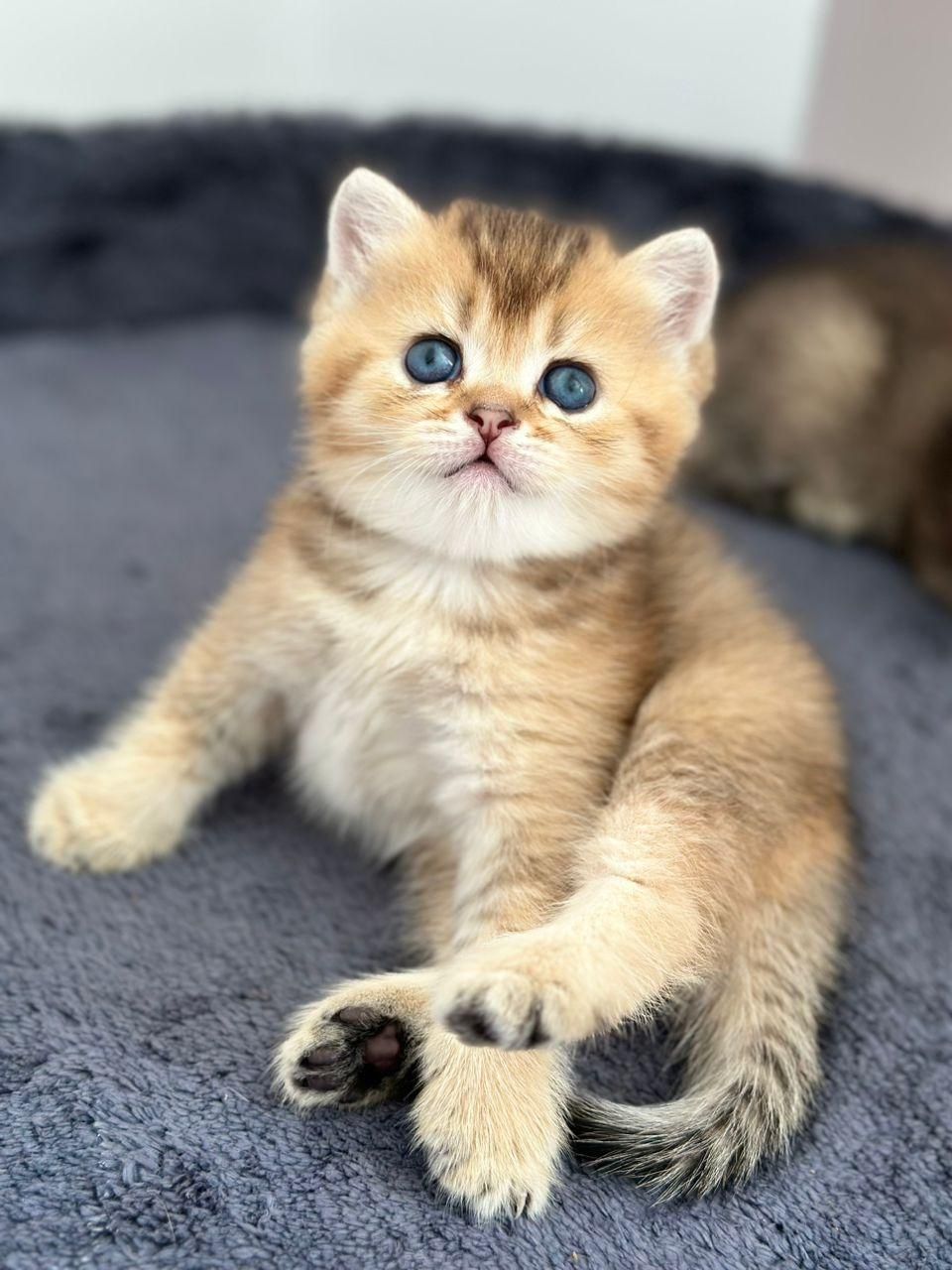 سرزمین گربه های اشرافی ( iran cats)|گربه|اهواز, زیتون کارمندی|دیوار
