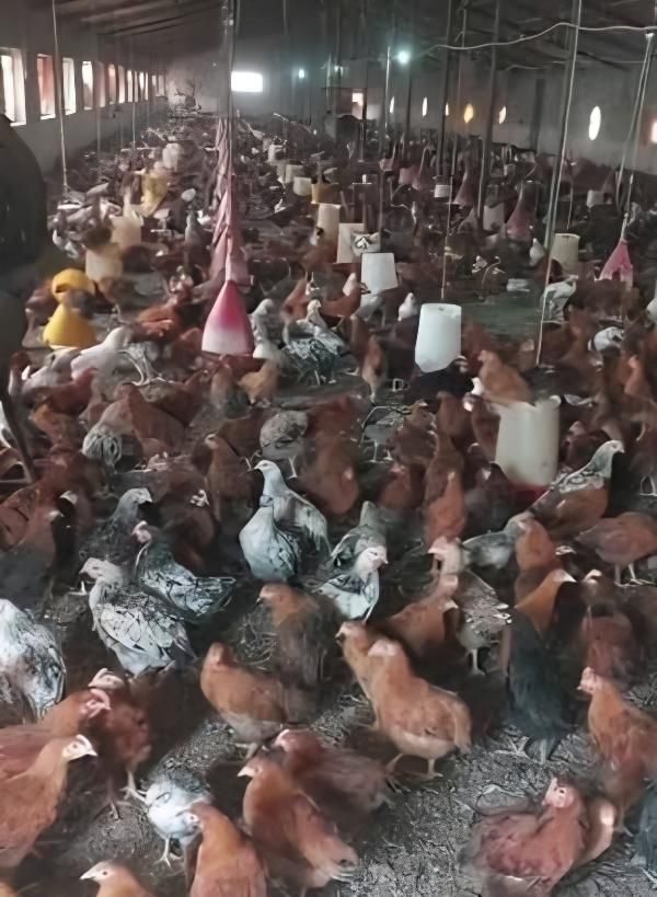 نیمچه مرغ خروس بومی گلپایگانی جهادی بلک استار|حیوانات مزرعه|اصفهان, بهارستان|دیوار