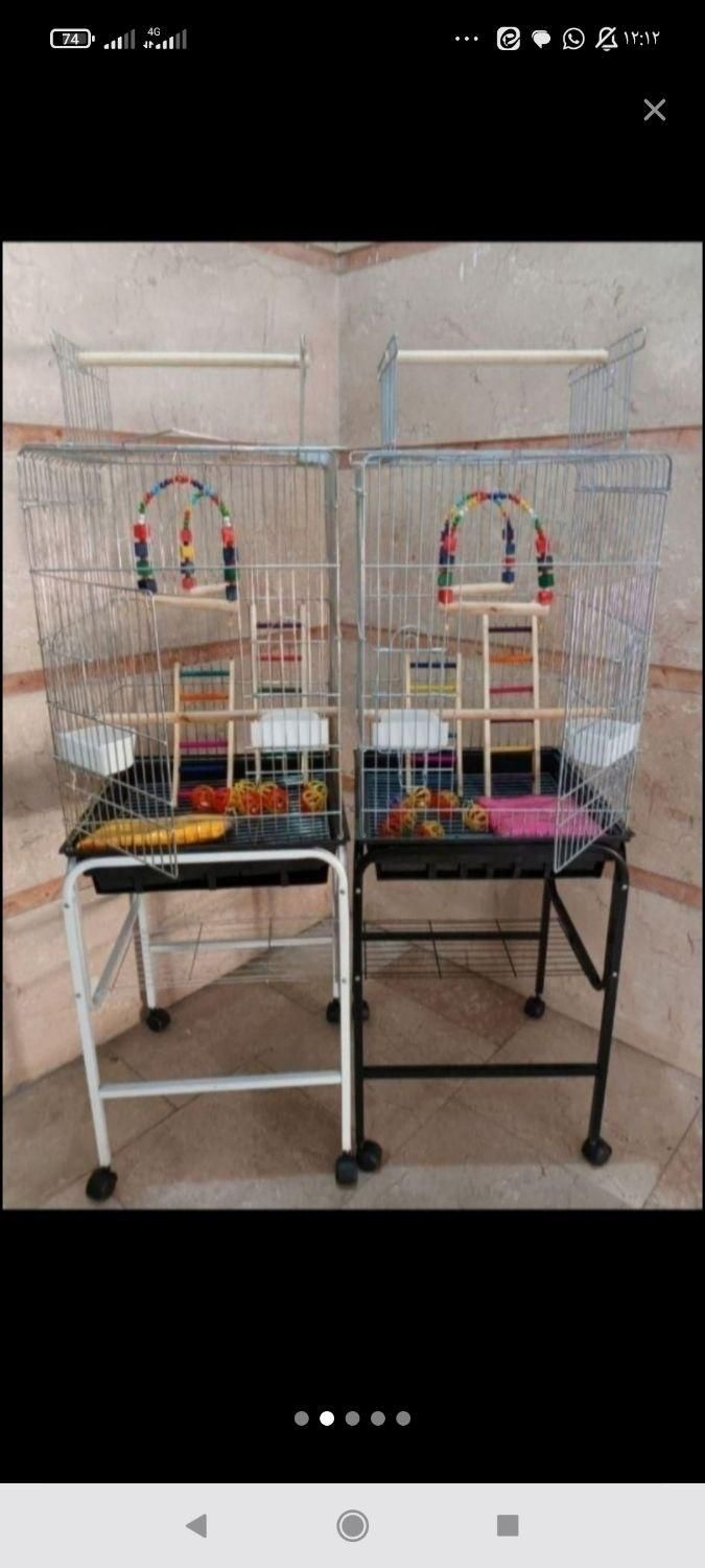 ففس میناعروس هلندی طوطی برزیلی پرنده کاسکوگرینچیک|لوازم جانبی حیوانات|تهران, جیحون|دیوار