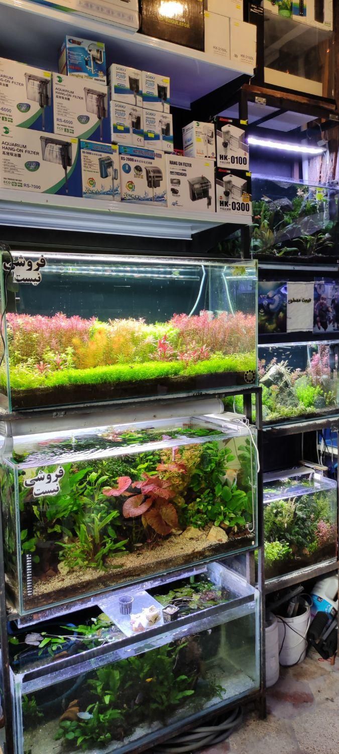 انواع ماهی گیاه خوار|ماهی|شیراز, شهرک سراج‎|دیوار