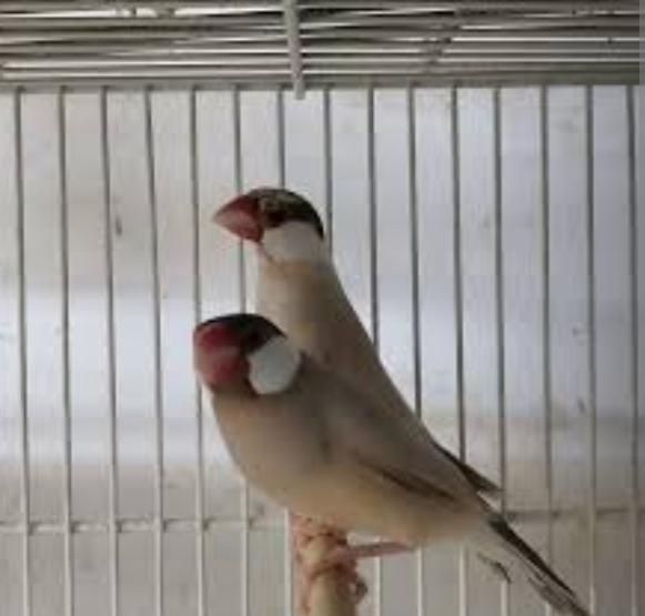 فنچ نرگسی یک جفت سالم روی تخم هستن|پرنده|تهران, خواجه نظام الملک|دیوار