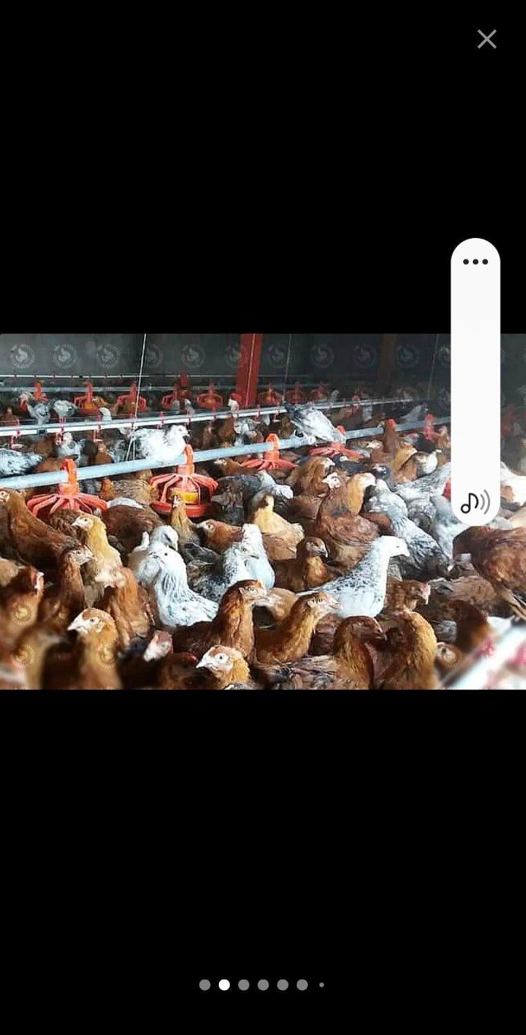 دفع بلاو چش زخم واج نه باذبح مرغ خونی خروس گوسفند|حیوانات مزرعه|مشهد, سرافرازان|دیوار