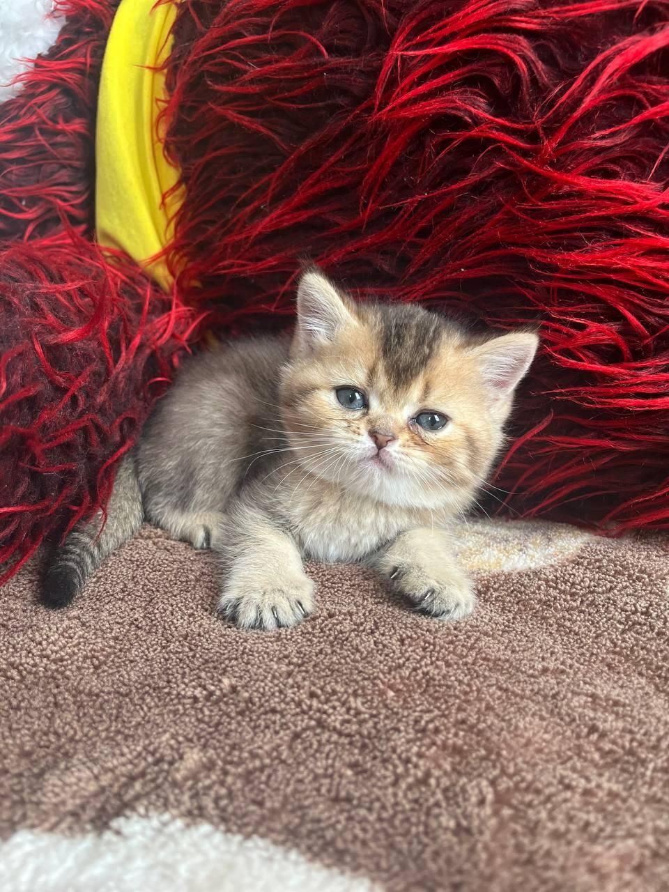 مجموعه گربه های اصیل (بریتیش / پرشین / اسکاتیش)|گربه|اصفهان, جلفا|دیوار