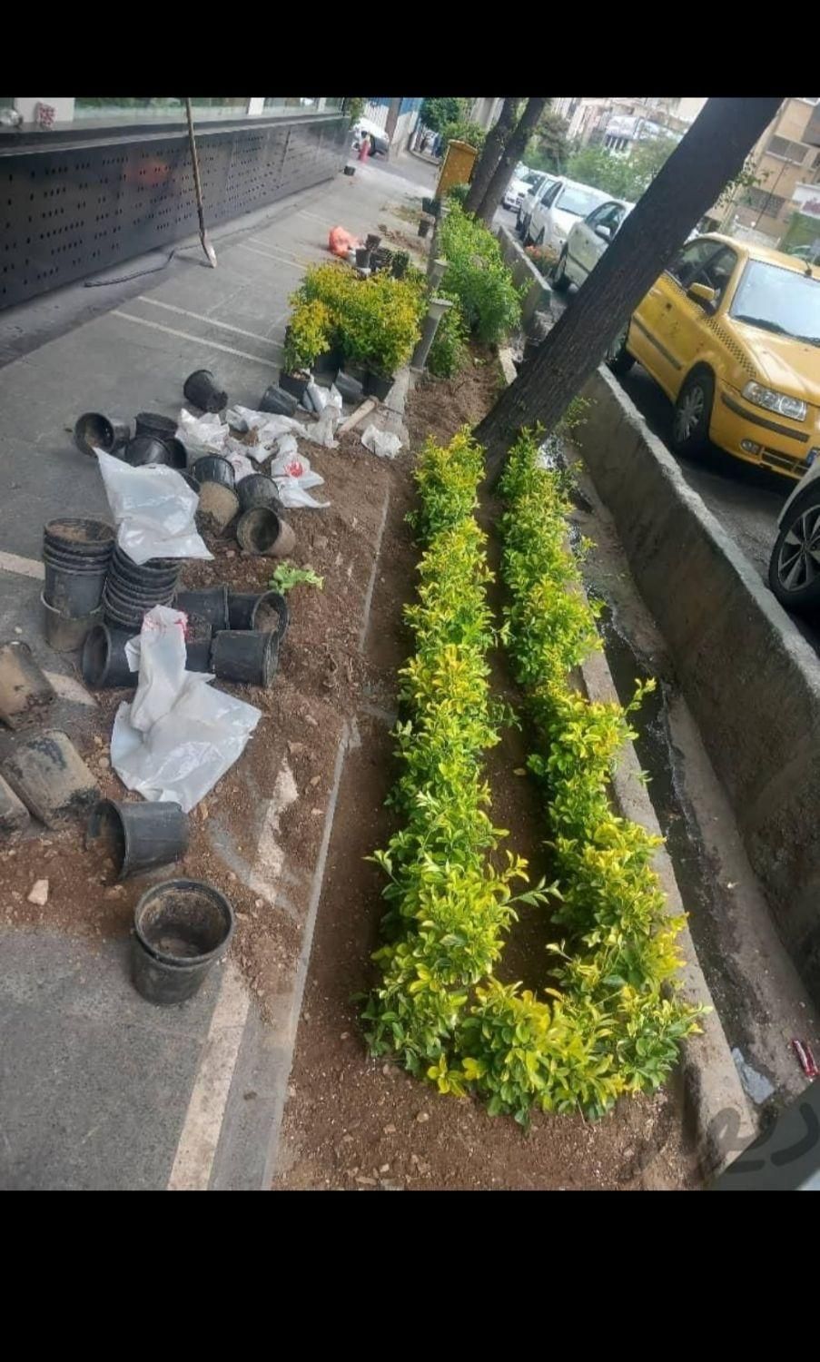 کلیه خدمات باغچه تعویض خاک گل گلکاری باغچه هرس|خدمات باغبانی و درختکاری|تهران, مرزداران|دیوار