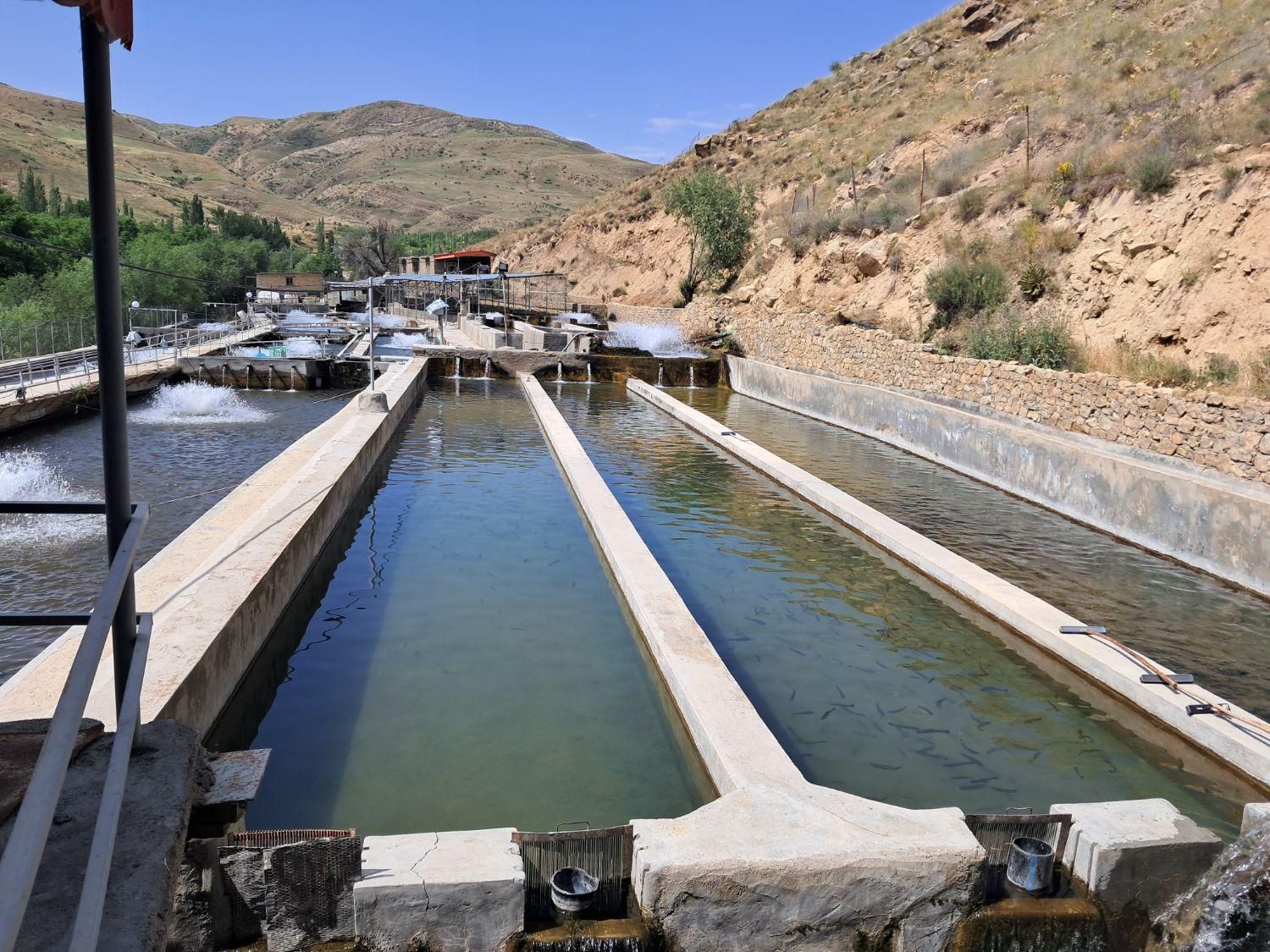 ماهی قزل آلا|عمده‌فروشی|مشهد, نوید|دیوار