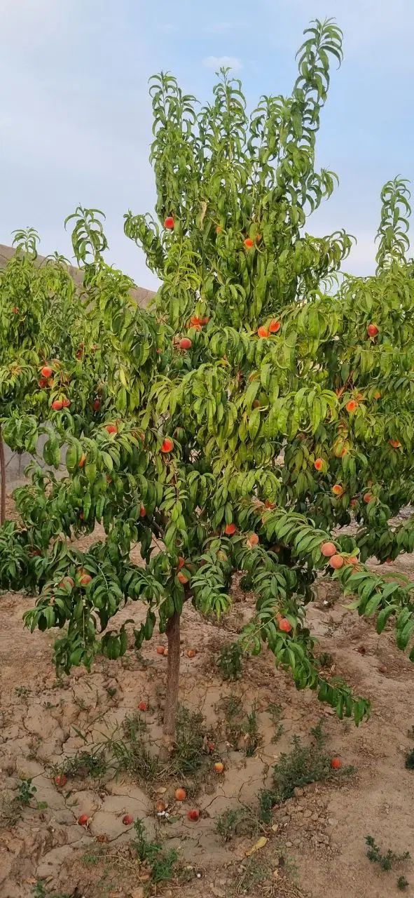 باغ 1000 متری در گنبدواز|فروش خانه و ویلا|مشهد, گنبدواز|دیوار