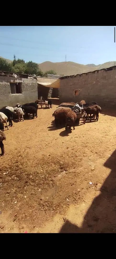 بره نر چاق|حیوانات مزرعه|تهران, پاسداران|دیوار