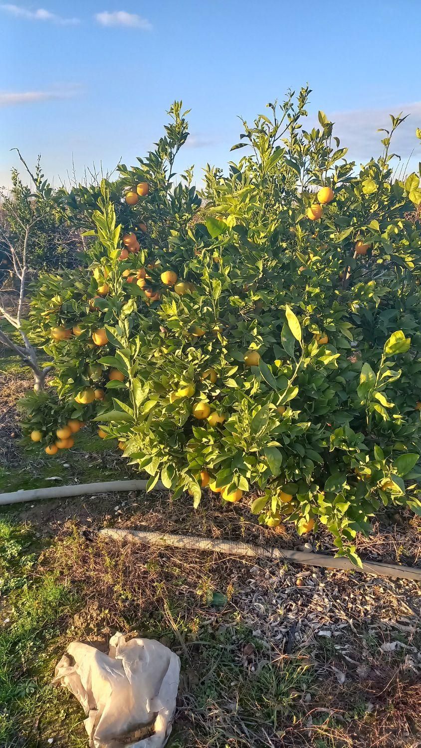 زمین باغی ۲۸۰۰متر واقع در طبقده|فروش زمین و ملک کلنگی|طبقده, |دیوار