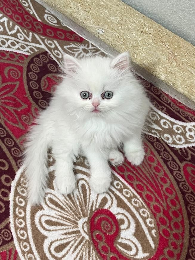 گربه پرشین|گربه|تهران, نازی‌آباد|دیوار