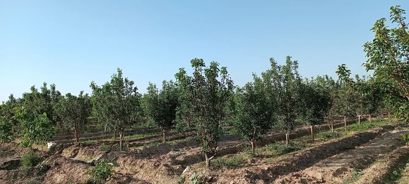 فروش باغ جاده اخلمد(روستای رضاآباد سرهنگ)|فروش زمین و ملک کلنگی|مشهد, یاس|دیوار