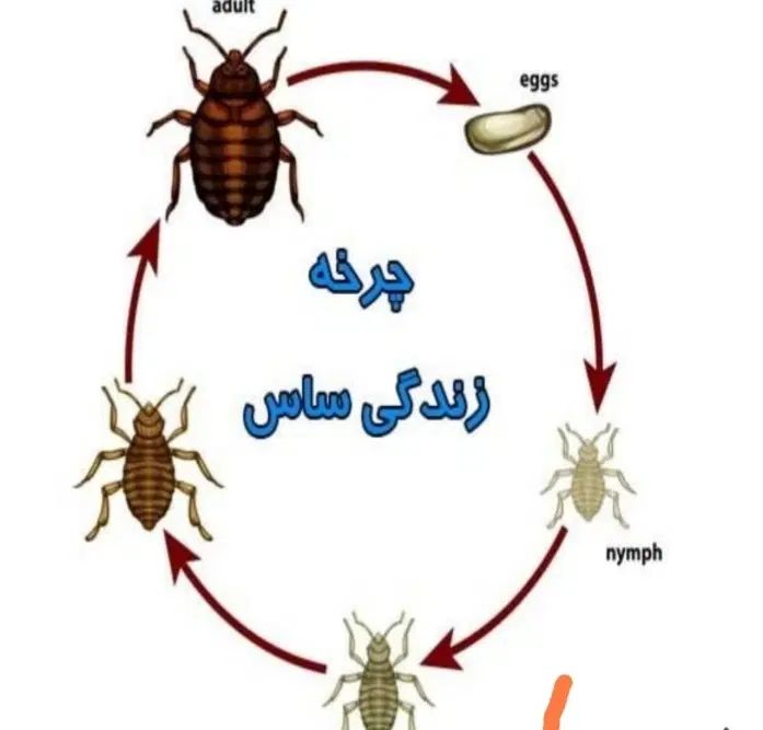 سم پاشی و نظافت سوسک وپشه وساس بامهر فاکتو|خدمات نظافت|تهران, تجریش|دیوار