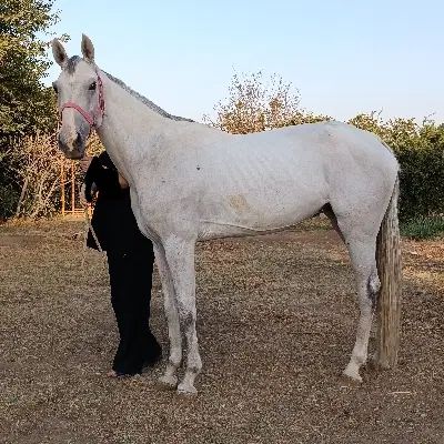 اسب... مادیان یسر خارجی نژاد هلشتاین|اسب و تجهیزات اسب‌سواری|تهران, والفجر (افسریه)|دیوار