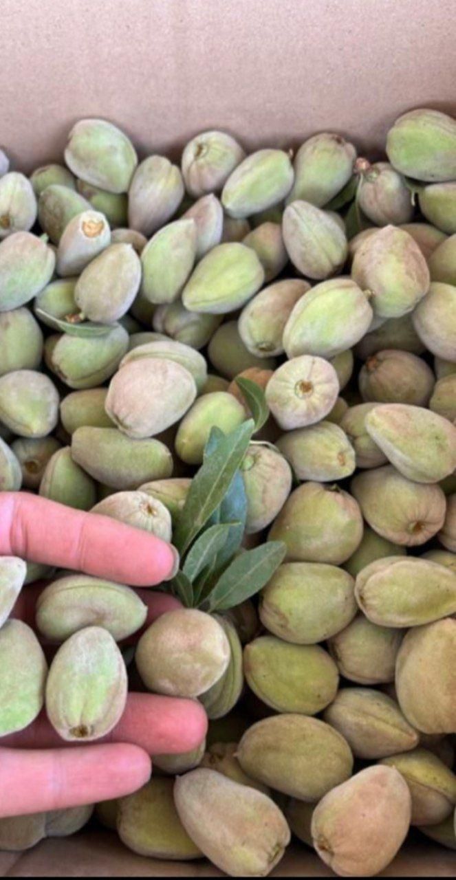 بادوم سبز|خوردنی و آشامیدنی|دلیجان, |دیوار