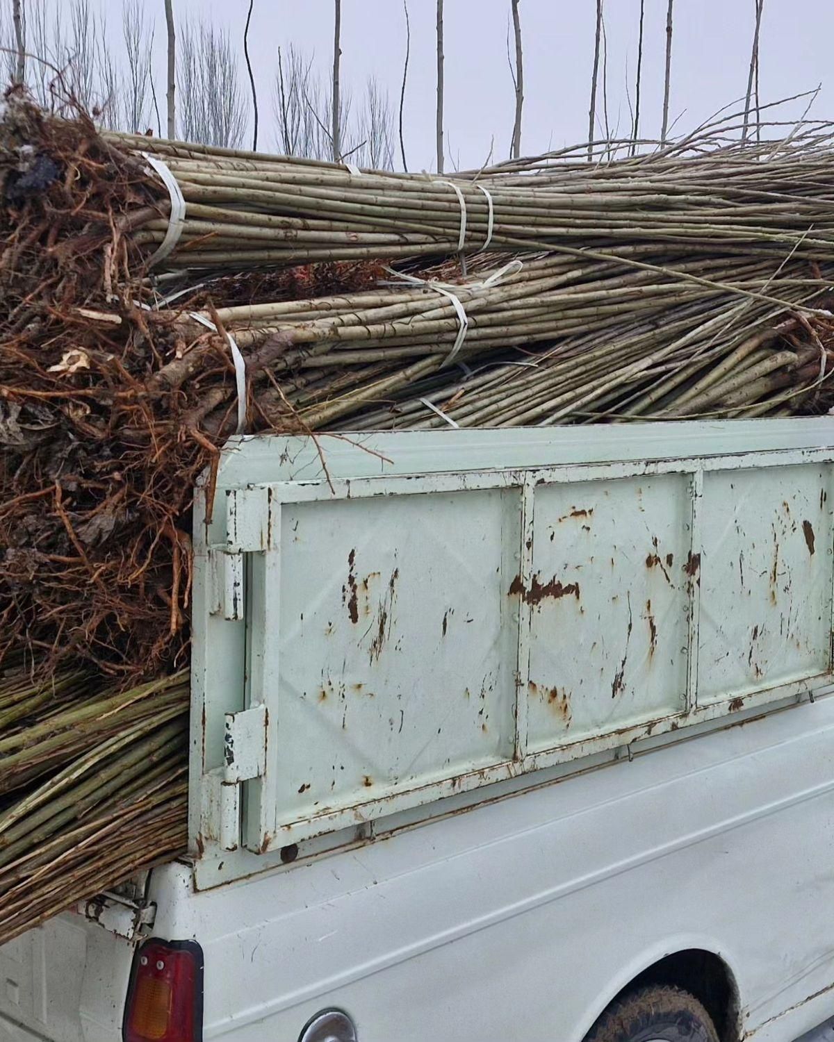 نهال صنوبرنیگرااصل|خدمات باغبانی و درختکاری|ماکو, |دیوار