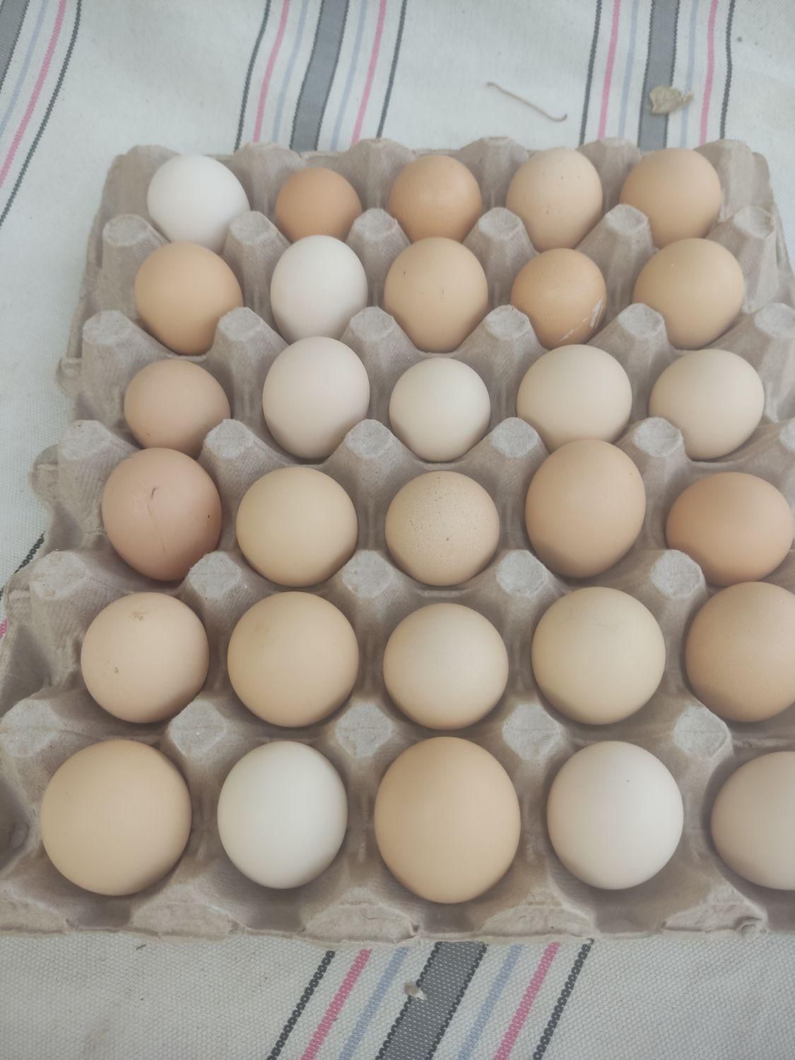 سلطان مرغ محلی بلوچستان|حیوانات مزرعه|خاش, |دیوار