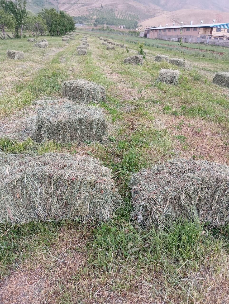 ۱۸۰پرس شبدر و گنرنگال قاطی روستای قاضی اباد|لوازم جانبی حیوانات|ازنا, |دیوار