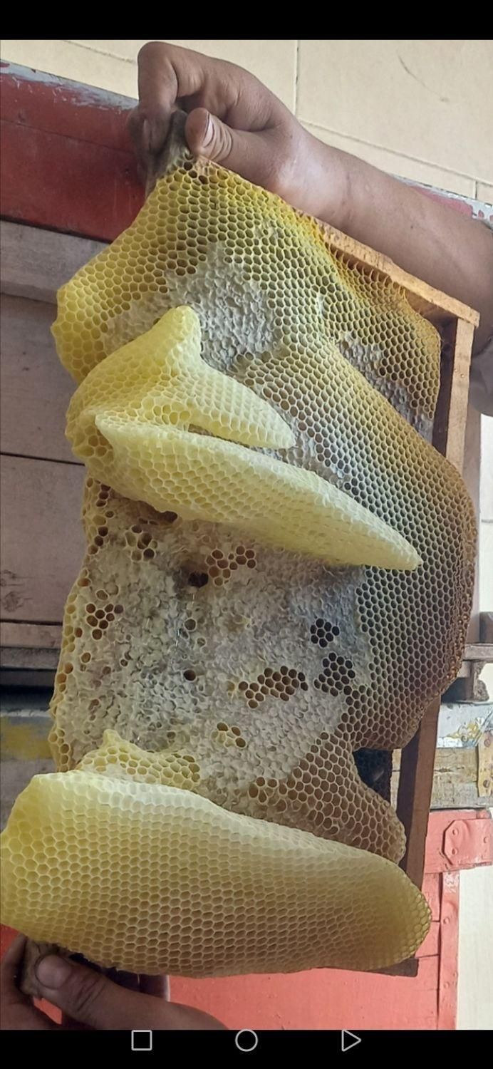 عسل زنبوردار|خوردنی و آشامیدنی|نوشهر, |دیوار