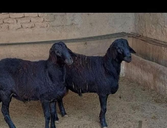 گوسفند کشتاری بره نر جوان زنده مناسب برای قربانی|حیوانات مزرعه|تهران, فرمانیه|دیوار