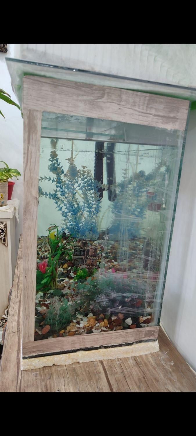 آکواریوم معاوضه با پرنده قفسی|ماهی|مشهد, امیریه|دیوار