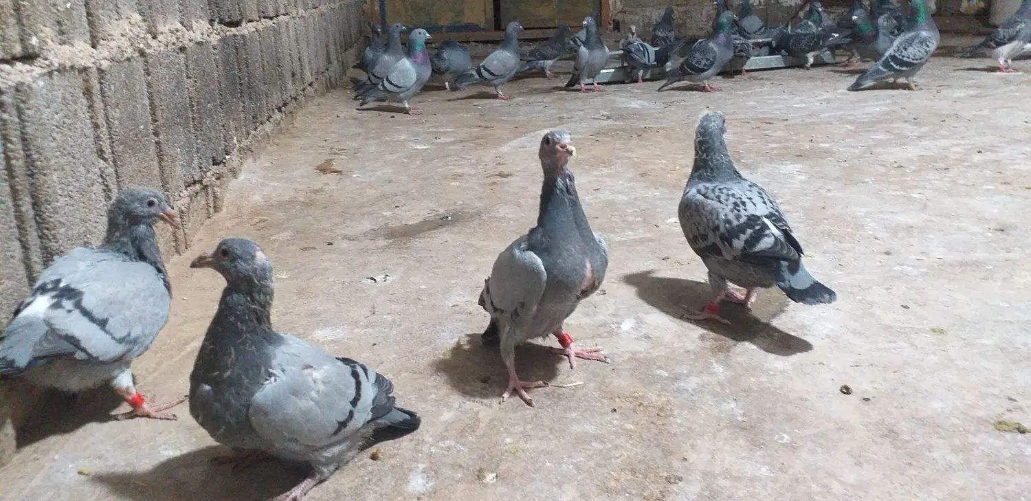 سلام وعرض ادب ۴عدد جوجه پلاکی مسافتی دونه ای ۵۰۰|پرنده|یاسوج, |دیوار