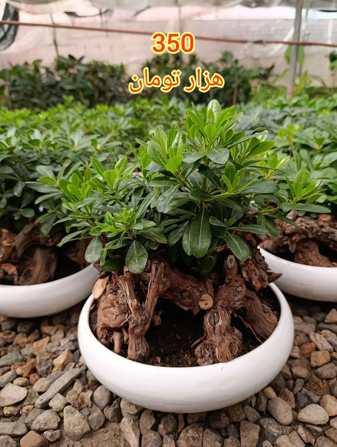 میخک هندی گیاه بنسایی پیتسپروم|گل و گیاه طبیعی|مشهد, مهدی آباد|دیوار
